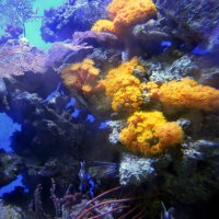 Яркий подводный мир :: Нина Синица