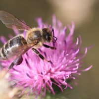 Пчелка :: ZNatasha -