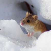 Вышлп мышка погулять :: Владимир Каравашкин