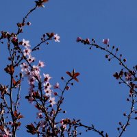 небо голубое, это весна :: Heinz Thorns