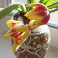 Тюльпаны :: Александра Климина