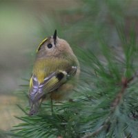 Желтоголовый королёк(Regulus regulus) :: Иван 