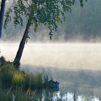 Солнечным утром..... :: Юрий Цыплятников