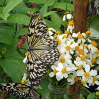 Бабочки :: Вера Щукина