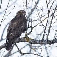 Канюк, или обыкновенный сарыч, или мышелов (устар.) — Buteo buteo :: Александр Новожилов