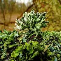 Лишайник            .Кладония листоватая Cladonia foliacea :: ivan 