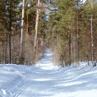 Лесными дорогами в марте . СЕРИЯ. :: Мила Бовкун