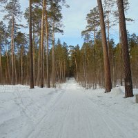 Лесными дорогами в марте . СЕРИЯ. :: Мила Бовкун