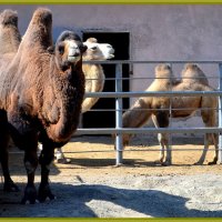 УЛЫБЧИВАЯ СЕМЕЙКА :: Анатолий Восточный