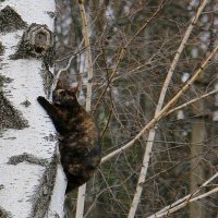 Кот на высоте старой берёзы :: Надежд@ Шавенкова