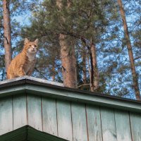 Дачные коты :: Анна Углова (Рыбакова)