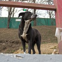 Бродячий пес :: Галина Розвадовская