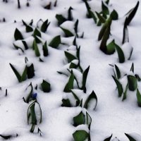 Засыпало тюльпаны снегом.... :: Восковых Анна Васильевна 