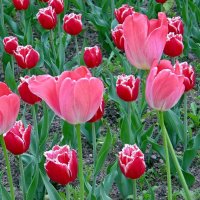 Танцующие тюльпаны! :: Вера Щукина