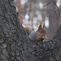 Завтрак. :: Алекс Ант