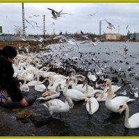 ЛЕБЕДИНОЕ ОЗЕРО :: Анатолий Восточный