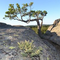 Каркаралинские горные сосны :: Георгиевич 