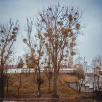 Калининград. Деревья с паразитами... :: Юрий ЛМ
