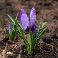 Март почти расцвёл и похолодал :: Надежд@ Шавенкова