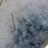Балаклава , медузы на зимовке ) :: Вячеслав Случившийся
