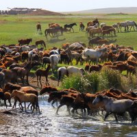 Степные Казахстанские лошади. :: Штрек Надежда 
