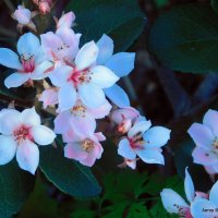 Мелкий кустарник - цветки. :: Валерьян Запорожченко