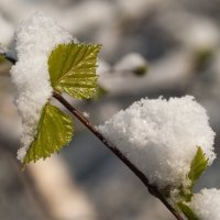 Весенняя шалость природы :: Николай 