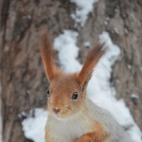 Такие разные белки... :: Наташа *****