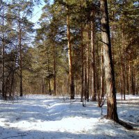 Лесными тропами в марте. :: Мила Бовкун