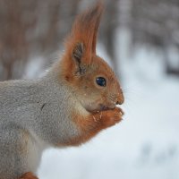 Такие разные белки... :: Наташа *****