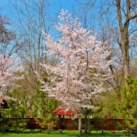 Весна в японском саду :: Светлана 