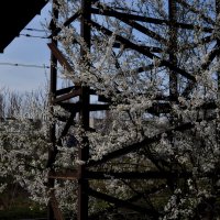 Дерево весной цветёт. :: sokoban 