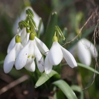 Подснежники :: Наталья Ильичёва