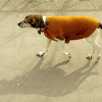 Воспитанная собака сама гуляет !.. :: Юрий Куликов