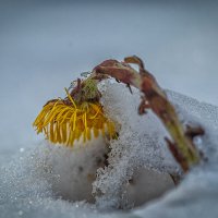 Первоцвет :: Юра Викулин