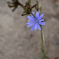 один в лесу :: Ната Пауль