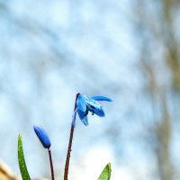 Прошлогодний подснежник :: Дарья Казбанова