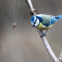 Лазоревка :: Роман Ватрасевич