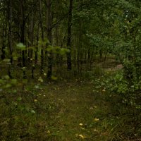 Прогулянка в лісі :: Наталия 