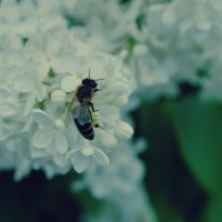пчела серень :: ксения 