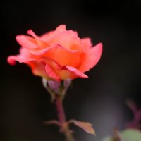 одинокая роза в осеннем саду :: Наталья М