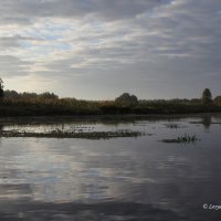 Плавни. Киевское водохранилище. :: Lesya 