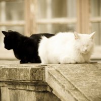 черная кошка, белый кот :: Виктория Балаян