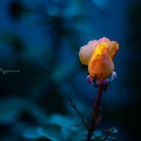 Вечерние цветы :: Наталия Прыгунова