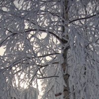 снежное дерево :: Ekaterina 