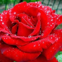 Моя любимая роза Флоренция :: Tatyana Kuchina