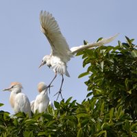 23. 02.12 Египетская цапля (лат. Bubulcus ibis), парк аЯркон, Тель-Авив :: Борис Ржевский