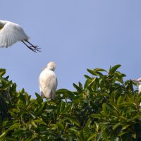 23. 02.12 Египетская цапля (лат. Bubulcus ibis), парк аЯркон, Тель-Авив :: Борис Ржевский