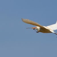 23. 02.12 Египетская цапля (лат. Bubulcus ibis), парк аЯркон, Тель-Авив :: Борис Ржевский