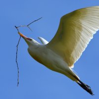 23. 02.12 Египетская цапля (лат. Bubulcus ibis), парк аЯркон, Тель-Авив :: Борис Ржевский